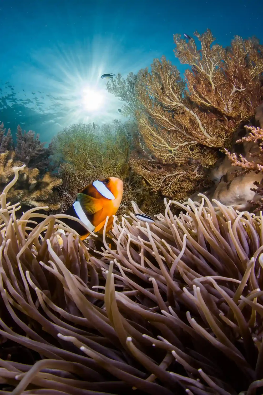Reef fish & macro