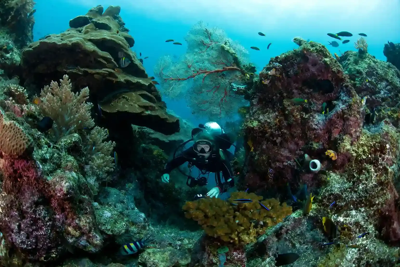Diving Raja Ampat
