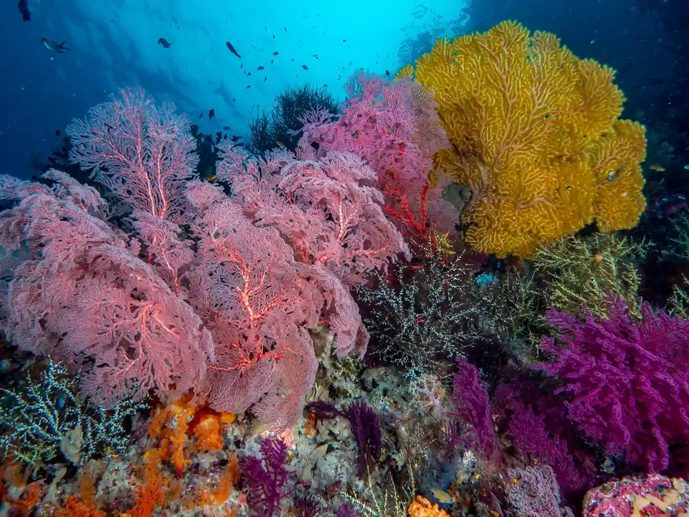 A soft-coral garden of sea fans