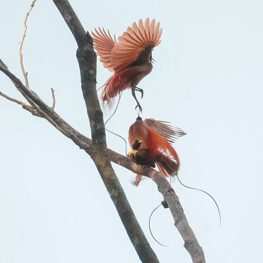 Seeing the Red Bird of Paradise in Raja Ampat