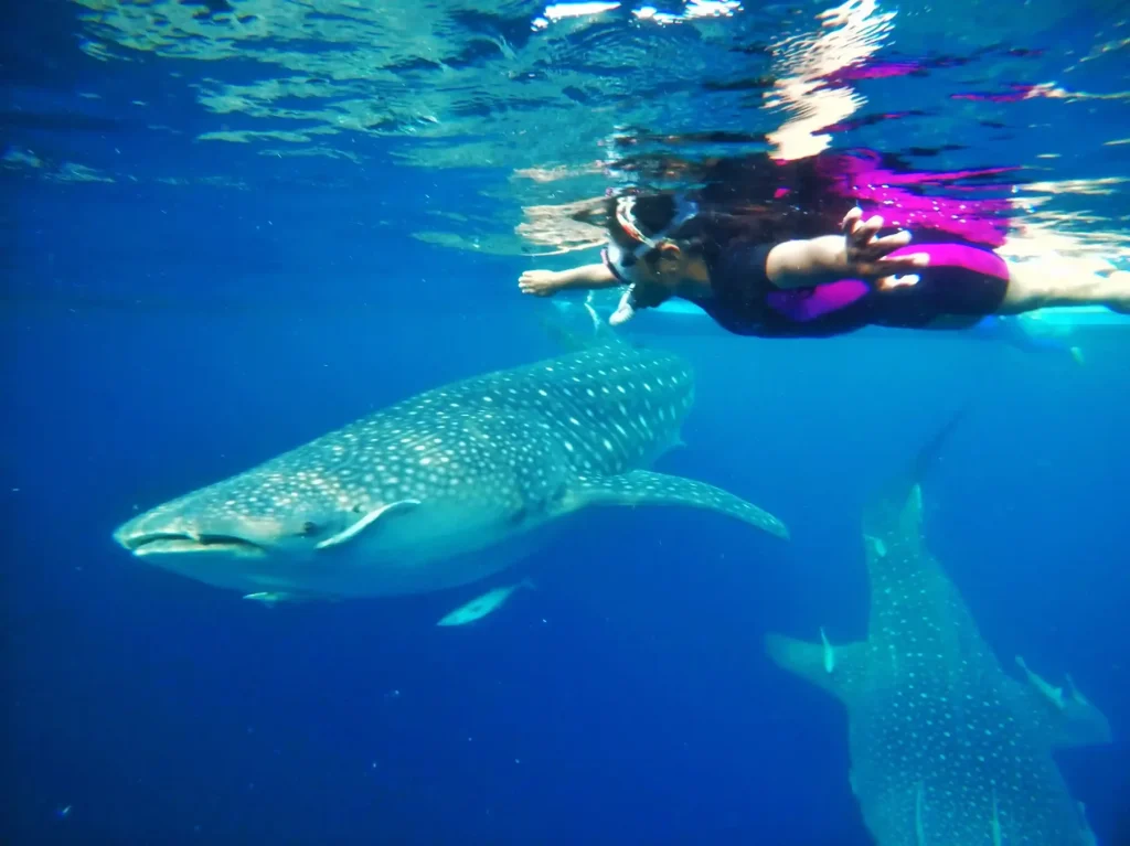 Swimming With Whale Sharks in Cendrawasih Bay