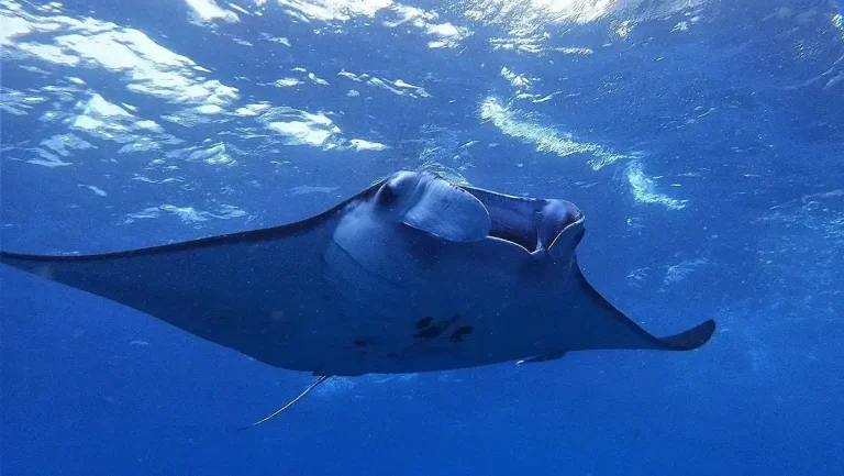 Magic Mountain, Misool: Mantas on the Seamount