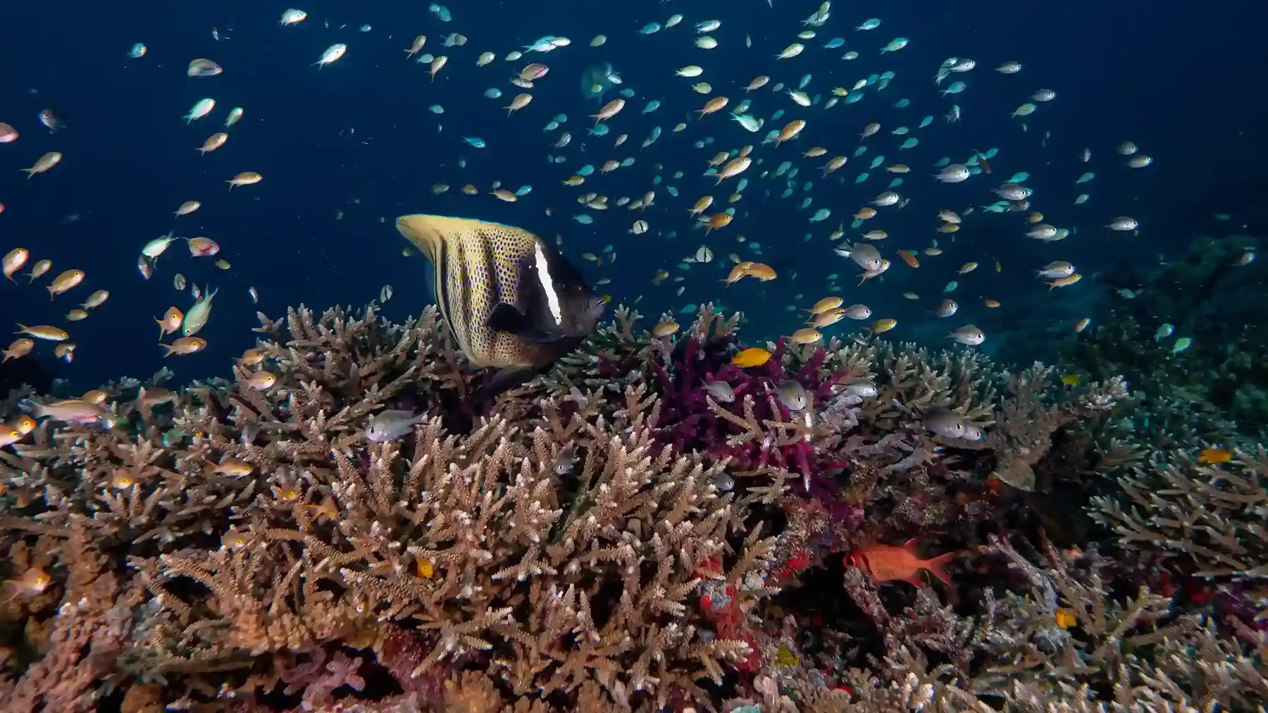 Raja Ampat vs Banda Sea Liveaboard: 2027 Guide