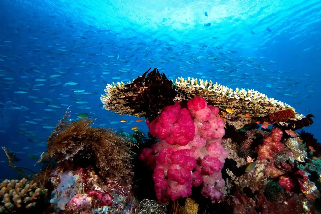 Raja Ampat for Non-Divers: The Charter Above the Waterline