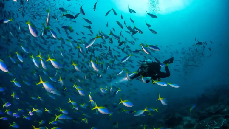 The Best Dive Sites in Raja Ampat
